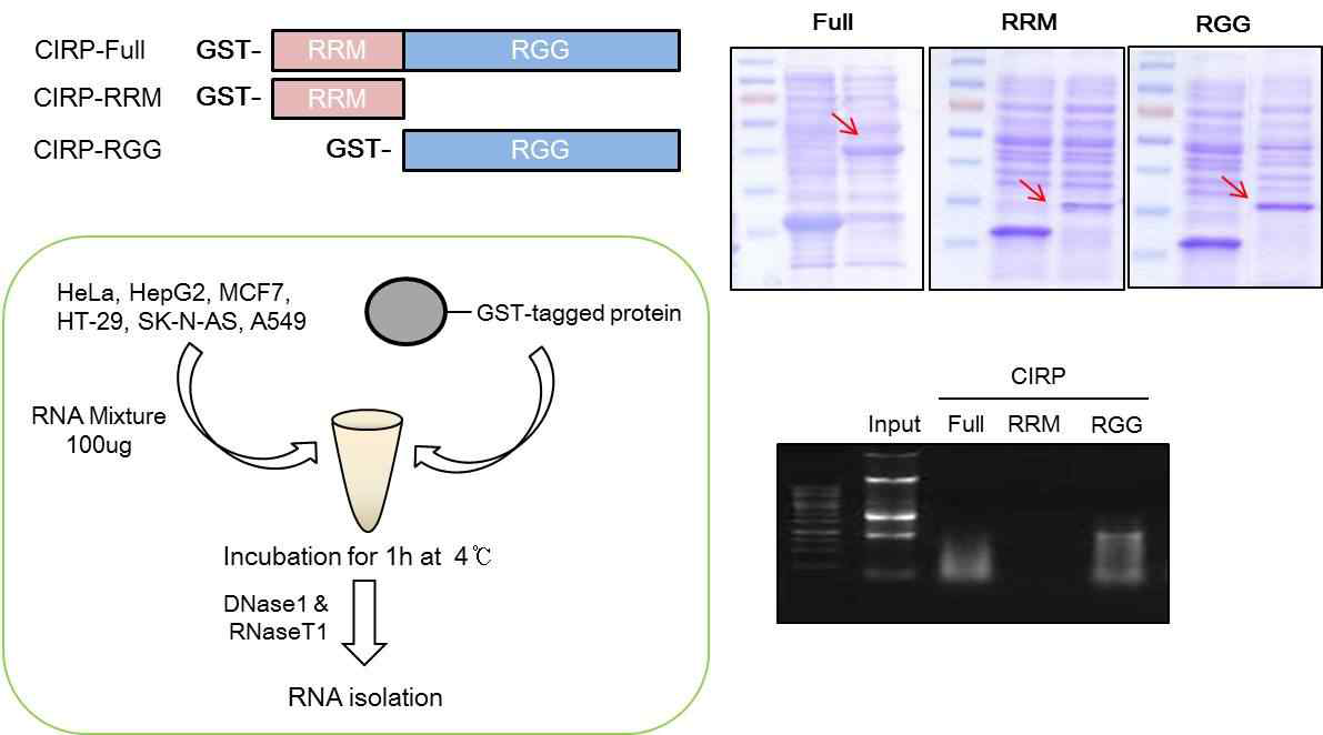 CIRP-associated RNAs 분리