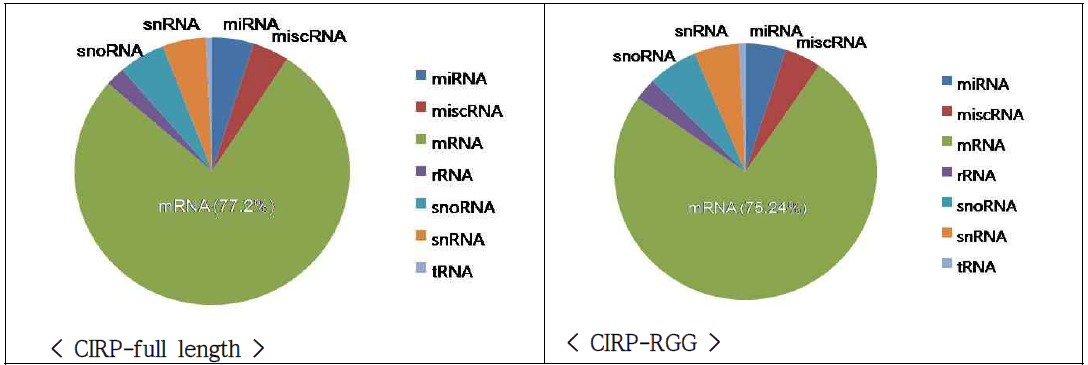 순수 분리한 CIRP 단백질의 target RNAs는 sequencing을 완료하여 여러 기준으로 분석하였고, 각 target RNAs를 RNA type별로 분류한 것임