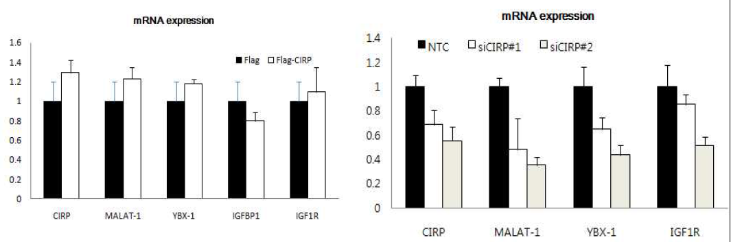 CIRP의 과발현 및 발현억제에 따른 타깃 RNA의 발현량 비교