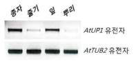 역전사효소를 이용한 식물 조직별 AtUP1 유전자의 발현 분석