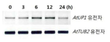 ABA 처리 후 역전사효소를 이용한 AtUP1 유전자의 발현 분석