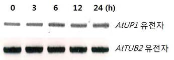 고온스트레스 처리 후 역전사효소를 이용한 AtUP1 유전자의 발현 분석
