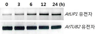 저온스트레스 처리 후 역전사효소를 이용한 AtUP1 유전자의 발현 분석