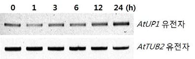 건조스트레스 처리 후 역전사효소를 이용한 AtUP1 유전자의 발현 분석