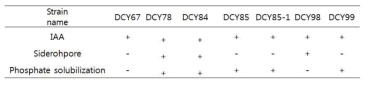 IAA 및 시드로포아 생산력 그리고 인산염 가용화 활성을 근거로 한 식물생장촉진균주의 선별