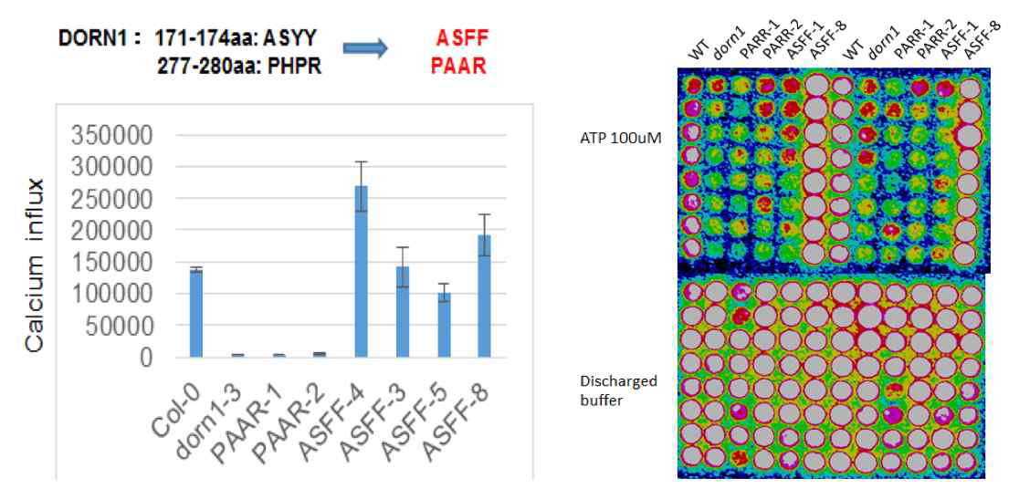 Complementation of the Ca2+cyt response of dorn1-3 mutant plants upon addition of ATP by expression of DORN1 proteins modified at either of the two RGD binding domains. In each case, no significant response was found in the absence of ATP