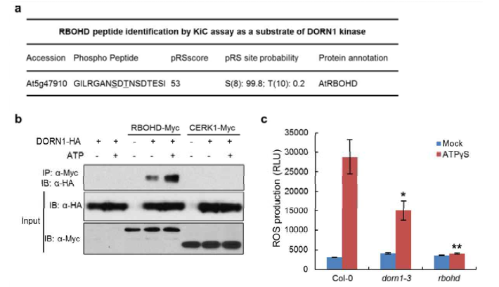 ATP triggers ROS response through DORN1 and RBOHD. (a) Identification of RBOHD tryptic peptides as a substrate of DORN1 kinase by KiC assay. GST-DORN1-KD kinase domain was incubated with a 2.1K peptides library in the presence of ATP. The library was also incubated with the kinase-dead version of DORN1-KD-1, GST or MBP as negative controls. Potential phosphorylation sites were predicted by phosphoRS. (b) Co-immunoprecipitation of DORN1 and RBOHD proteins in Arabidopsis protoplasts. The indicated constructs were transiently expressed in wild-type protoplasts treated with either 200 μM ATP for 20 min (+) or H2O as a control (-). CERK1 was used as a negative control. (c) DORN1 and RBOHD are essential for the ATP-induced ROS burst. ROS production was measured from using wild-type or dorn1-3 and rbohd mutant plants treated with 250 μM ATPγS for 30 min
