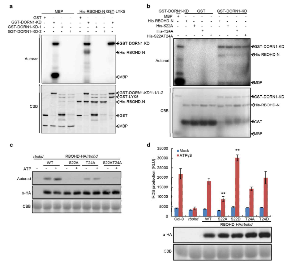 DORN1 phosphorylates RBOHD-N at S22 and T24 sites in vitro and in vivo. (a) DORN1 phosphorylates the N-terminal domain of RBOHD. Purified His-RBOHD-N recombinant protein was incubated with GST-DORN1-KD kinase domain, GST-DORN1-KD-1 (kinase dead), GST-DORN1-KD-2 (kinase dead) or GST in an in vitro kinase assay. Autophosphorylation and trans-phosphorylation were measured by incorporation of γ-[32P]-ATP. MBP and GST-LYK5 were used as positive and negative controls, respectively. (b) DORN1 phosphorylates RBOHD-N at S22 and T24 sites in vitro. Purified GST or GST-DORN1-KD protein was incubated with His-RBOHD-N or the respective mutant proteins, S22A (His-S22A), T24A (His-T24A), S22AT24A (His-S22AT24A), followed by an in vitro kinase assay. (c) ATP-induced phosphorylation of RBOHD through S22 and T24 sites in vivo. The indicated constructs pGBW14-RBOHD (WT, S22A, T24A and S22AT24A) were transiently expressed in rbohd mutant protoplasts incubated with γ-[32P]-ATP overnight. After treating with 200 μM ATP for 30 min, total protein was extracted and subjected to immunoprecipitation. (d) RBOHD phosphosites are required for ATP-triggered ROS production. The indicated constructs were transiently expressed in rbohd mutant protoplasts and treated with or without 200 μM ATPγS. ROS production was measured after 30 min