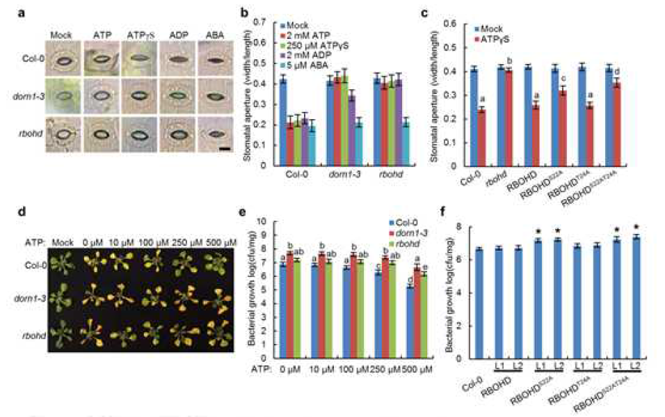 DORN1 and RBOHD positively regulate stomatal immunity. (a, b) DORN1 and RBOHD are required for the ATP and ADP induced stomatal closure. Stomatal aperture was measured after treatment with 2 mM ATP, 250 μM ATPγS, 2 mM ADP or 5 μM ABA. (c) DORN1-mediated RBOHD phosphosites are required for stomatal closure. The RBOHD transgenic lines in rbohd mutant background were used to measure stomatal closure after treatment with 250 μM ATPγS. (d, e) DORN1 and RBOHD are required for stomatal immunity. 14-day-old seedlings were flood inoculated with a P. syringae DC3000 suspension (5 × 106 CFU/ml) with or without the addition of ATP. Bacterial colonization was determined by plate counting 3 days post-inoculation. (f) DORN1-mediated RBOHD phosphosites are required for bacterial defense. Two independent T2 transgenic lines were used to measure bacterial growth after 3 days post-inoculation