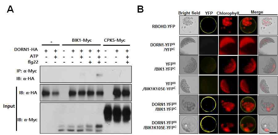 BIK1 Protein Interacts with DORN1 eATP Receptor at Plasma Membrane as well as RBOHD