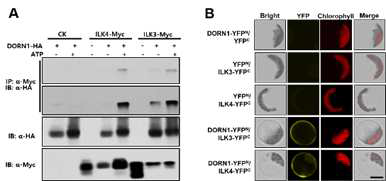 In planta interaction of DORN1 Interacts with ILK3 and 4 proteins