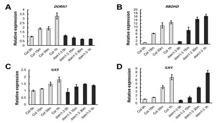 ATP induces DORN1, RBOHD, ILK3 and 4 gene expression
