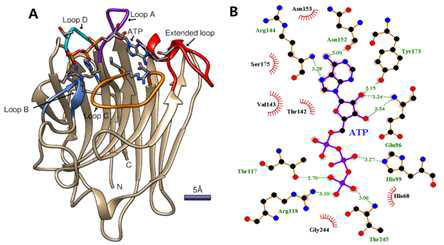 Cartoon representation of the ATP binding site and interacting residues of DORN2 in the best binding mode (-7.6 kcal/mol) (A), and a molecular interaction map between atoms of DORN2 key residues and of the ATP ligand in the best binding mode (-7.6kcal/mol) (B)