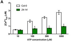 (A) The 24-14 mutants are defective in ATP induced calcium response. The bar graph indicates the integrated calcium response to ATP treatment for 400 s. Asterisks indicate significant differences between wild-type and mutants (means ± SEs, n=12, *P <0.01)