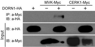 DORN1 directly interacts with MVK in vivo. CERK1-HA is negative control