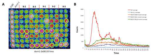 Genetic analysis identified a single gene involved in dorn1 suppressor response. (A) Genetic analysis of the SB mutants was performed to assess whether the lack of a calcium response to ATP is controlled by a single gene. The mutant was backcrossed with dorn1-1 and dorn1-2 and the F2 generation was used to evaluate the segregation ratio. Different F2 populations seedlings were treated with ATP and observed for the recovery of calcium response. 25% of the progeny showed the response to ATP and 75% lacked the response, likely indicating a 3:1 segregation of a recessive trait, following Mendelian single gene inheritance. (B) Bioluminescence increase in BC2F2 mutants after ATP treatment