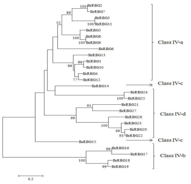 27개 Brassica rapa RNA-binding glycine rich genes (BrRBGs)의 추론된 아미노산 서열의 Phylogenetic tree. ClustalW와 MEGA6 프로그램의 이웃 참여 방법을 사용하여 tree를 구성