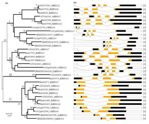 RBGA의 계통수 및 엑손-인트론 구성. (a) Arabidopsis, Brassica rapa, rice 및 maize의 RBGAs의 추론 된 아미노산 서열의 phylogenetic tree. 이 tree는 MEGA6의 이웃 참여 방법으로 구성되었으며 각 노드의 신뢰성은 1,000 회 반복으로 bootstrapping으로 평가. 50 % 이하의 bootstrapping 값은 표시되지 않음. 숫자 I, II, III 및 IV는 계통 발생 군에 해당합니다. (b) Arabidopsis, B. rapa, 쌀 및 옥수수의 RBGA의 엑손-인트론 구조. 엑손은 박스 (크기에 맞게 그려짐)로 표시되며 인트론은 연결선으로 표시됨 (not to scale). RRM domains은 노란색으로 표시함. 각 RBGA gene의 coding sequence의 intron 개수는 그림의 오른쪽에 표시하였음