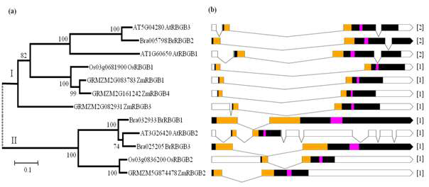 RBGBs의 계통수 및 엑손-인트론 구성. (a) Arabidopsis, Brassica rapa, rice 및 maize의 RBGBs의 추론 된 아미노산 서열의 phylogenetic tree. 이 tree는 MEGA6의 이웃 참여 방법으로 구성되었으며 각 노드의 신뢰성은 1,000회 반복으로 bootstrapping으로 평가됨. 50 % 이하의 bootstrapping 값은 표시되지 않음. 숫자 I과 II는 계통 발생군에 해당합니다. (b) Arabidopsis, B. rapa, 쌀 및 옥수수의 RBGB의 엑손-인트론 구조. 엑손은 연결선으로 표시되는 인트론과 함께 박스로 표시됨 (not to scale). RRM과 C2HC-type zinc-finger 도메인은 각각 노란색과 분홍색으로 표시함. 각 RBGB 유전자의 코딩 서열에서 인트론의 수는 오른쪽에 표시되어 있음