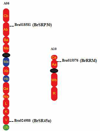 Brassica rapa chromosomes에서 BrRBP genes의 위치