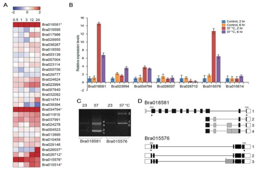 고온 스트레스에 의한 Bra018581과 Bra015576의 발현과 pre-mRNA의 구조 분석