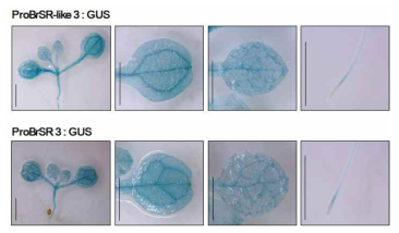 ProSR3:GUS와 ProSR3-like3:GUS의 GUS histochemical staining assay
