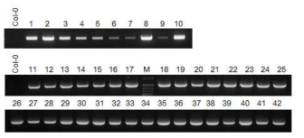 BrSR-like 3 과발현 형질전환체(T1) 선발을 위한 genotyping M: size marker