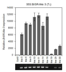 BrSR-like 3 과발현 형질전환체(T1)의 RT-PCR에 의한 BrSR-like 3 유전자의 과발현 분석
