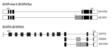 BrSR3와 BrSR-like 3 pre-mRNA의 AS variants 구조분석