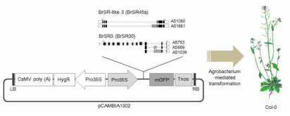 BrSR3와 BrSR-like 3 pre-mRNA의 AS variants 과발현 형질전환체 개발을 위한 벡터구축과 형질전환