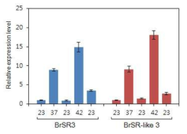 고온처리 후 BrSR3와 BrSR-like 3 유전자의 발현분석