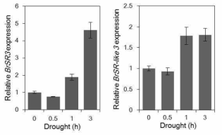Drought stress에 대한 SR3(왼쪽)과 SR-like 3(오른쪽)의 발현양의 변화
