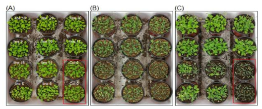 35S:BrSR-like 3 (BrSR45a) 과발현 애기장대 T1 세대 형질전환체 이용 drought stress 처리에 의한 생물검정. (A) 3주 배양 애기장대(Col-0) 및 형질전환체. (B) Drought stress 10일간 처리 후. (C) Drought stress 처리 후 rewatering 1일 후. 대조구 (빨강색 box)