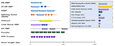 애기장대에서 RNA-조절체의 핵심단백질인 RNA-결합단백질의 구조적 모식도. 오른쪽 박스는 식물에 존재하는 RBPs의 RNA-결합 도메인을 나타냄