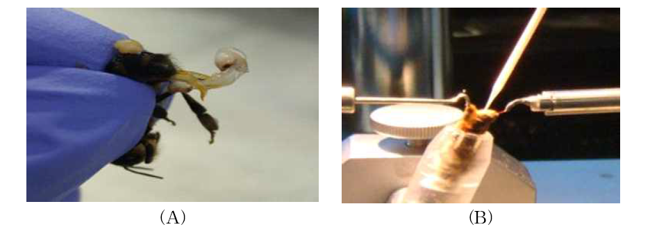 꿀벌 인공 수정 (A); 수벌 정액 채취, (B); 꿀벌의 인공수정