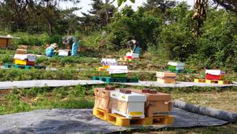 꿀벌 계통 육성을 위한 격리 육종장