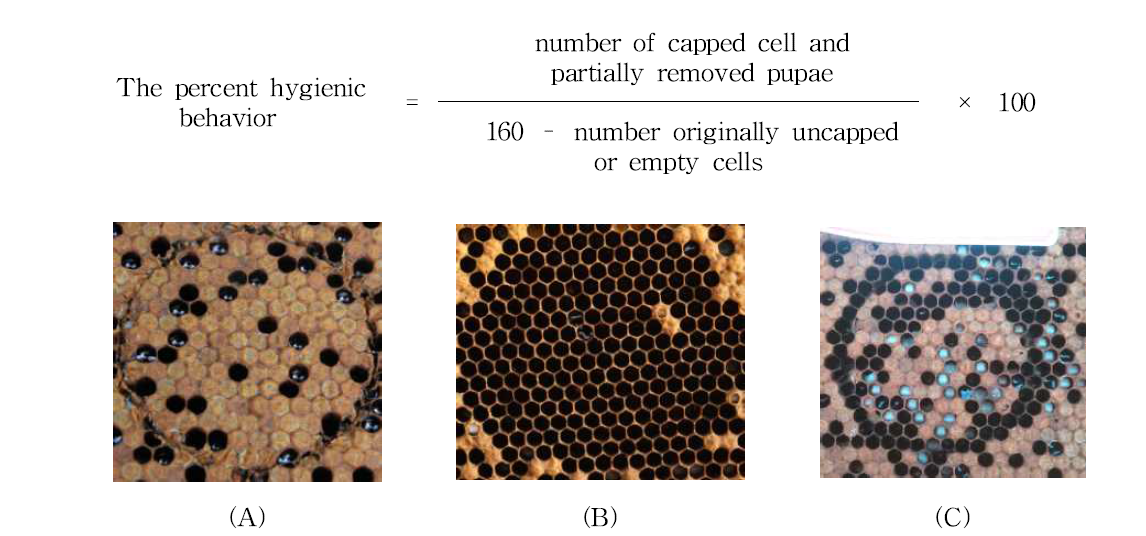 The test of hygienic behaviour using freeze killed brood assay. (A) Piece of worker brood comb inserted into PVC cylinder, (B) Removed brood freeze-killed within 48 h and (C) Uncapped brood freeze-killed within 48 h