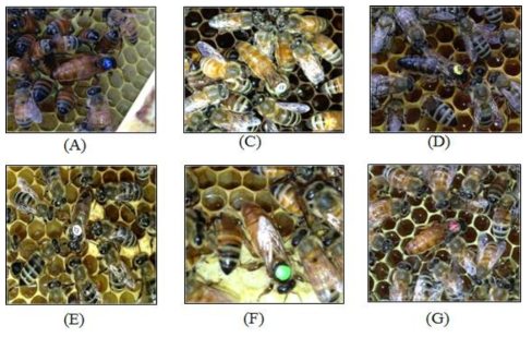 Six inbred lines of Apis mellifera (A, C, D, E, F and G) maintained at National Academy of Agricultural Science (NAAS), Korea