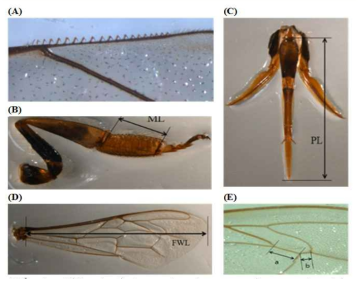 Different body parts for measuring morphometric characteristics used in this study. A; the number of the hooks (Ha), B; basitarsus length (ML), C; proboscis length (PL), D; fore wing length (FWL) and E; cubital vein, distance (a), cubital vein, distance (b)