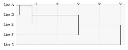 Dendrogram demonstrates the relationship among the five inbreed lines based on the measured morphometric characteristics using cluster analysis