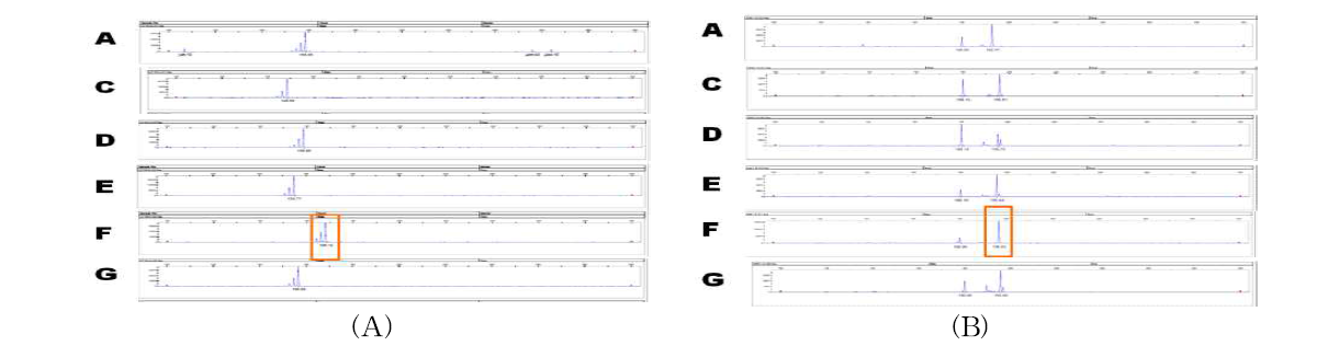 질병 저항성 계통(F 계통) 특이적 microsatellite 마커 (A); MS 2716, (B); MS 4461