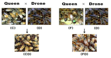 질병 저항성 꿀벌 교배종 육성