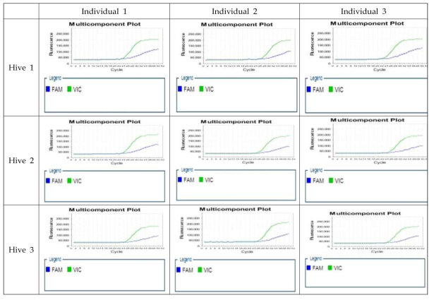 D 계통 특이적인 마커 AmD9에 대한 qPCR 결과