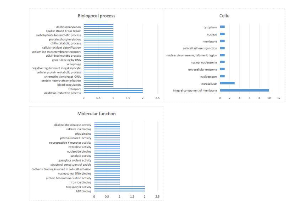 Multi-level pie chart of the major GO-categories represented in the DEG dataset in non-hygienic honeybees