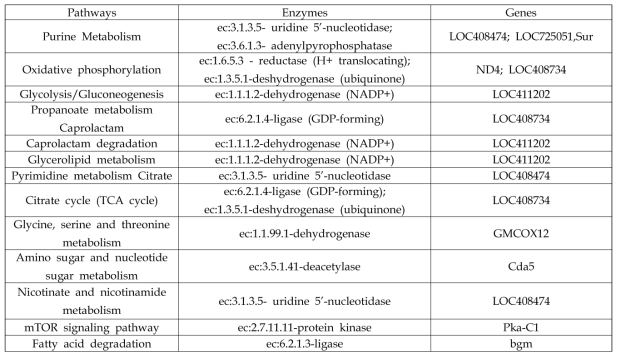 KEGG pathways analysis of the DEGs found in this study