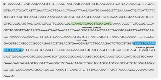 SNP1을 증폭 하기 위한 primer 제작 모식도