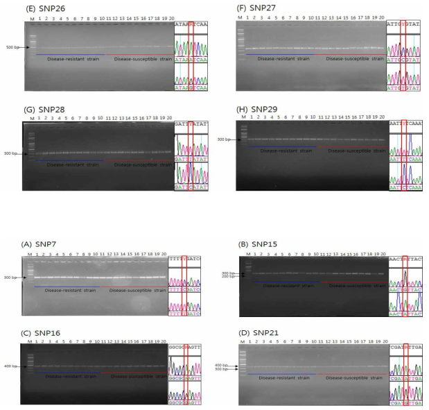 질병 저항성 계통과 감수성 계통의 꿀벌 의 SNP 영역 PCR 산물 및 SNP site 확인. 왼쪽 panel은 각 계통 별 10개체 씩의 PCR 산물을 나타내며 (1-10 lane은 질병 저항성 계통, 11-20 lane은 질병 감수성 계통의 PCR 산물), 오른쪽 panel은 SNP site를 나타낸다 (위쪽은 질병 저항성, 아래쪽은 질병 감수성)