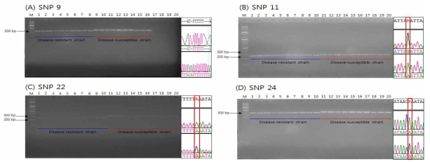 Indel에 의한 SNP 영역 증폭 산물 크기 차이. 왼쪽 panel은 각 계통 별 10개체 씩의 PCR 산물을 나타내며 (1-10 lane은 질병 저항성 계통, 11-20 lane은 질병 감수성 계통의 PCR 산물), 오른쪽 panel은 SNP site를 나타낸다 (위쪽은 질병 저항성, 아래쪽은 질병 감수성)