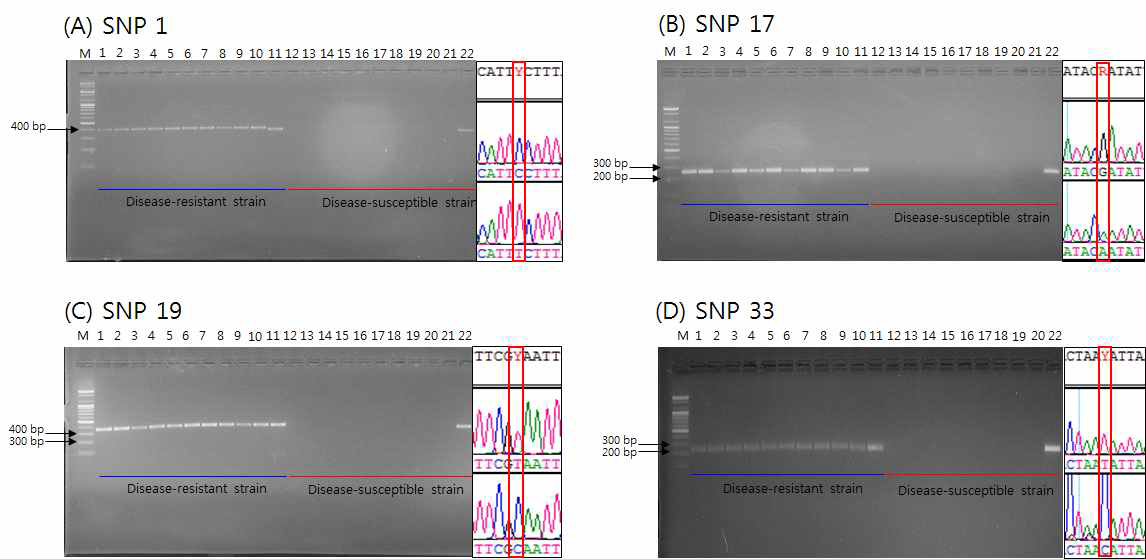 AS PCR을 이용한 typing. 왼쪽 panel은 각 계통 별 10개체 씩 질병 저항성 계통 특이 프라이머 이용 SNP 영역 증폭 결과 (1-10 lane은 질병 저항성 계통; 11 lane은 positive control, 12-22 lane은 질병 감수성 계통의 PCR 산물; 22 lane positive control), 오른쪽 panel 은 SNP site를 나타낸다 (위쪽은 질병 저항성, 아래쪽은 질병 감수성)