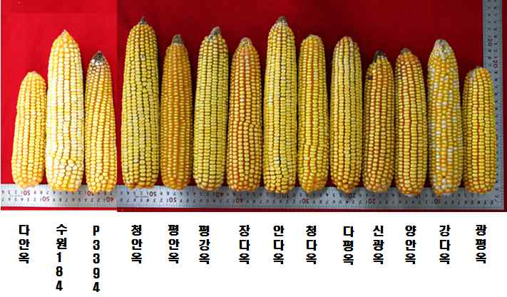 4월 5일 파종 옥수수의 이삭 특성